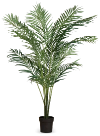 Areca Palm 6' Tree