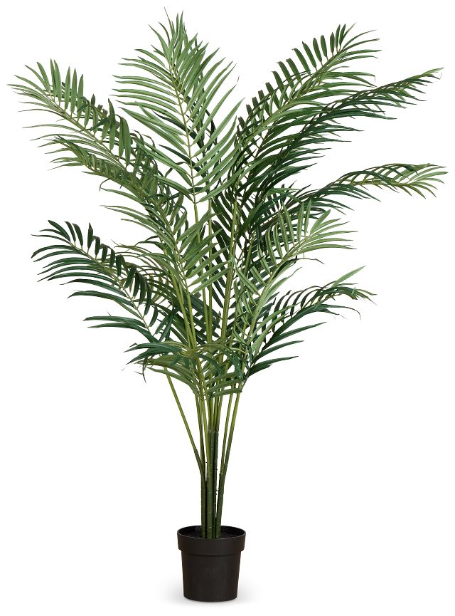 Areca Palm 6' Tree