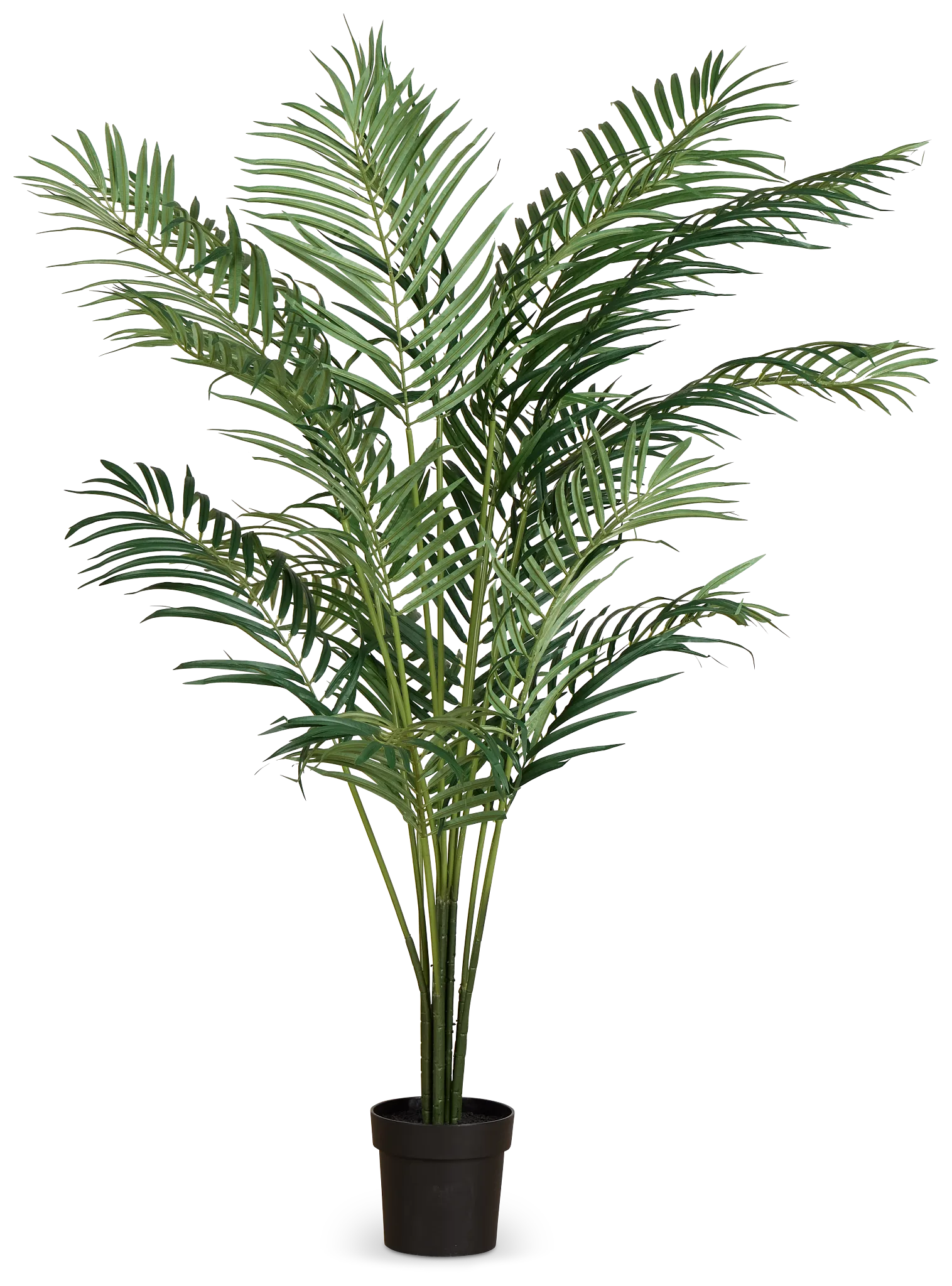 Areca Palm 6' Tree
