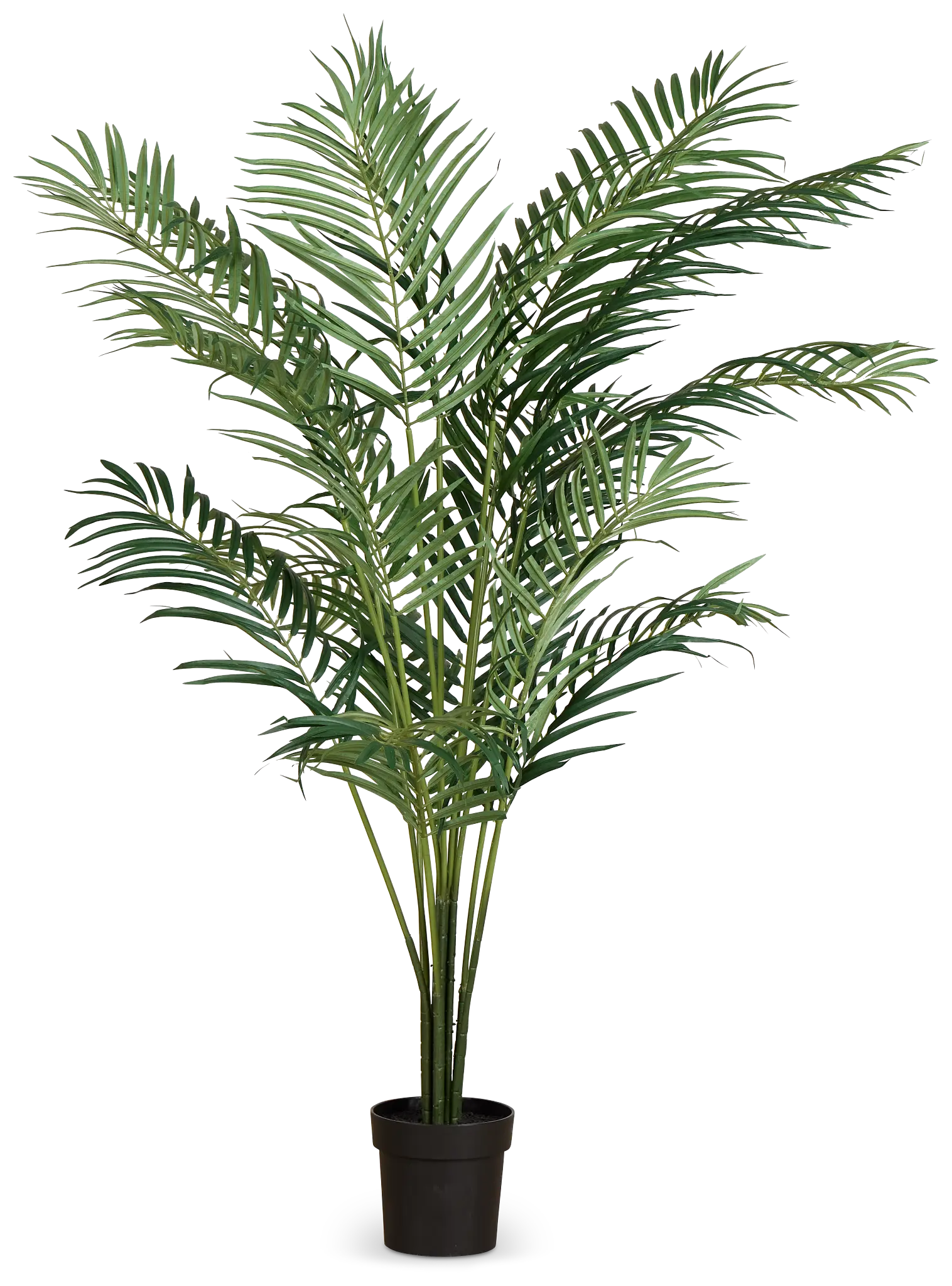 Areca Palm 6' Tree Areca Palm 6' Tree