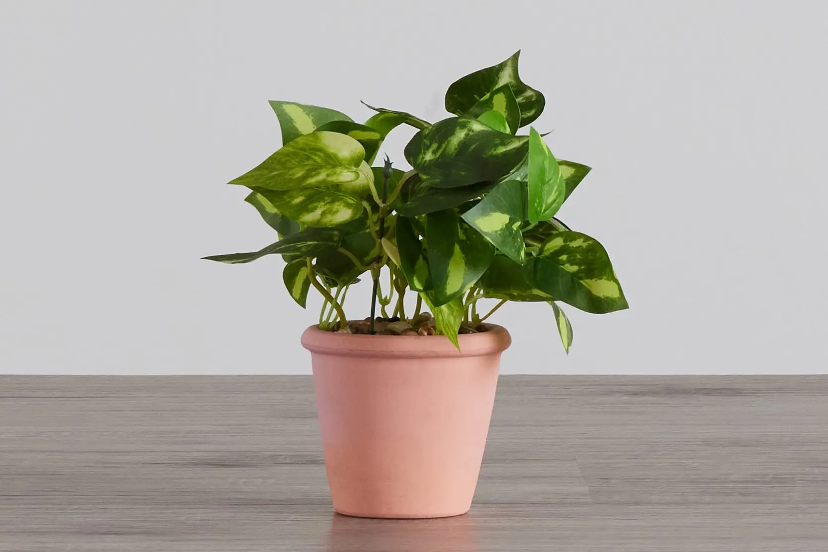 Potato Leaf 11" Greenery Potato Leaf 11" Greenery
