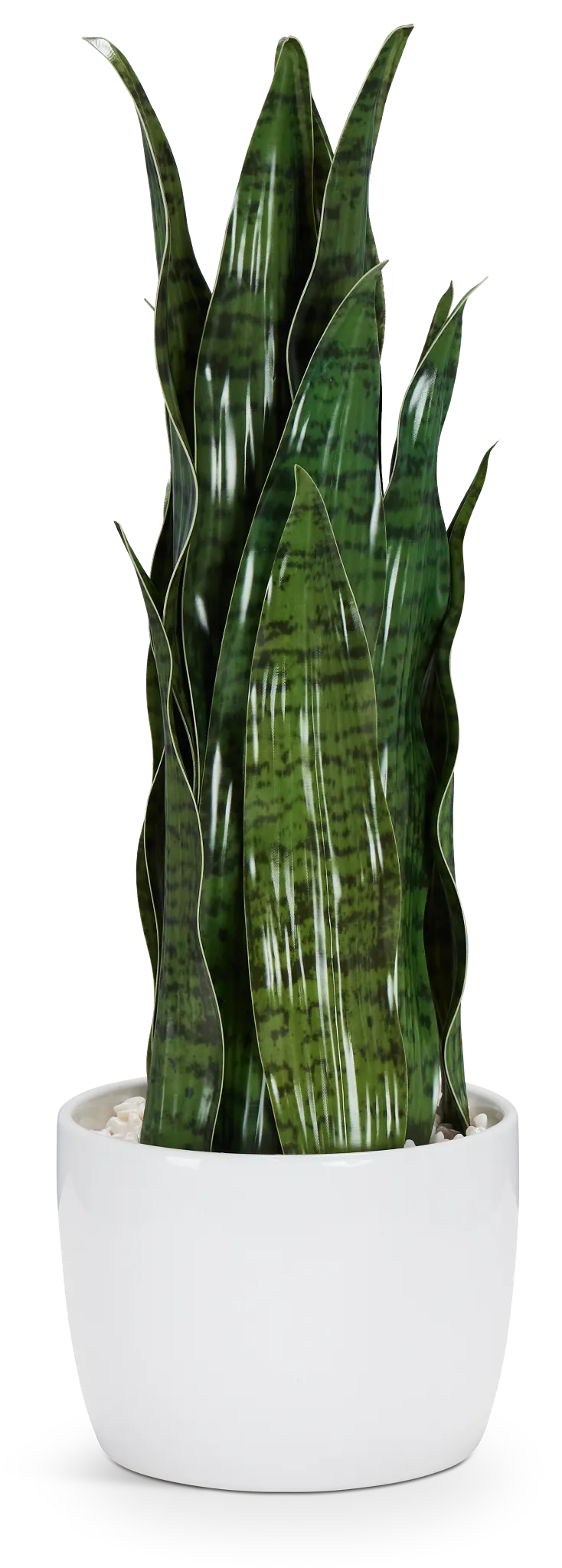 Snake Plant 24" Greenery