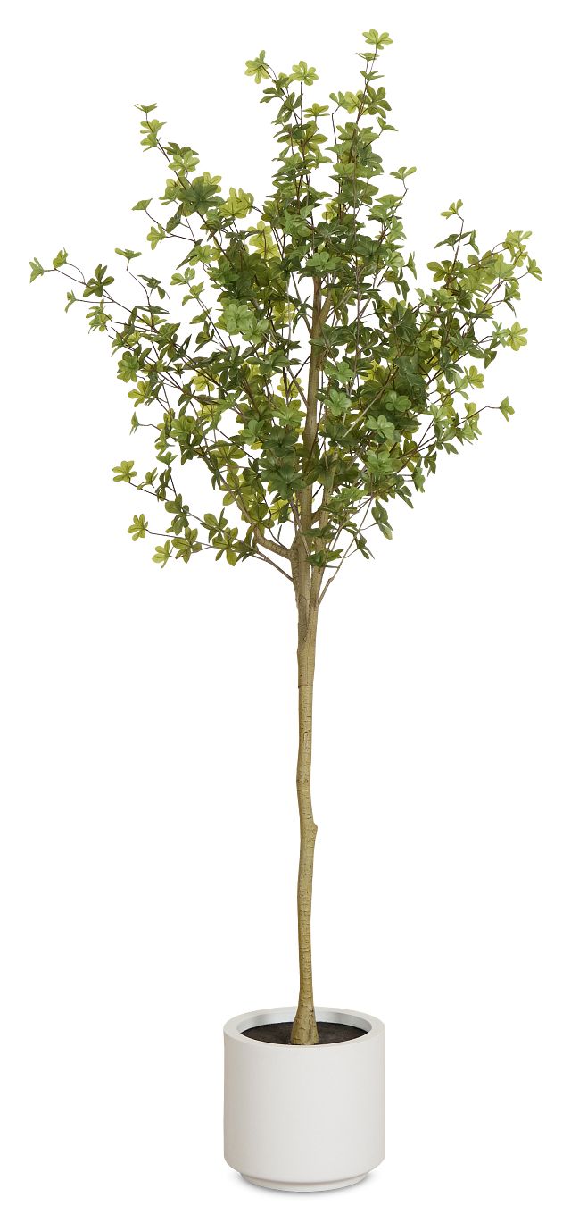 Enkianthus Gray 5' Tree