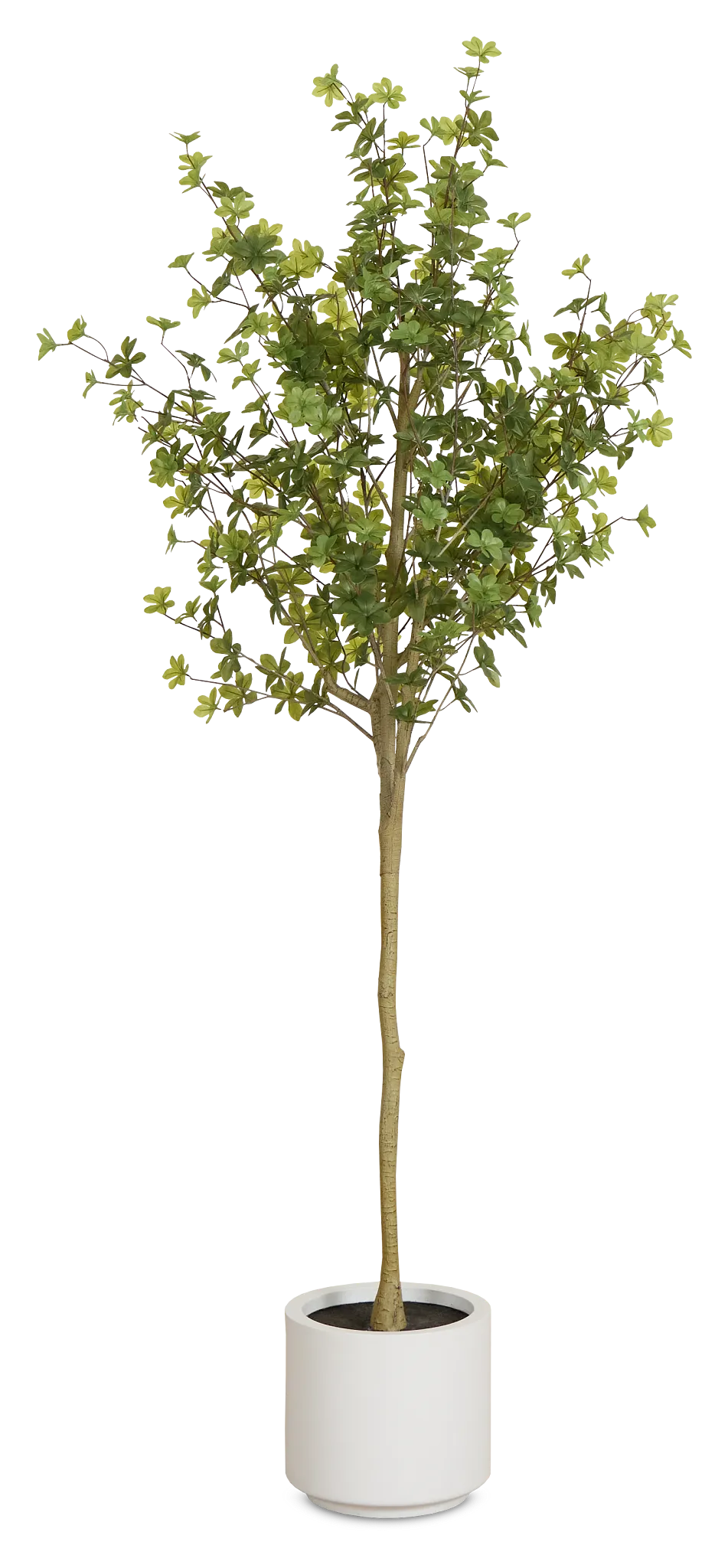 Enkianthus Gray 5' Tree