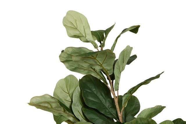 Ficus Lyrata 4' Tree