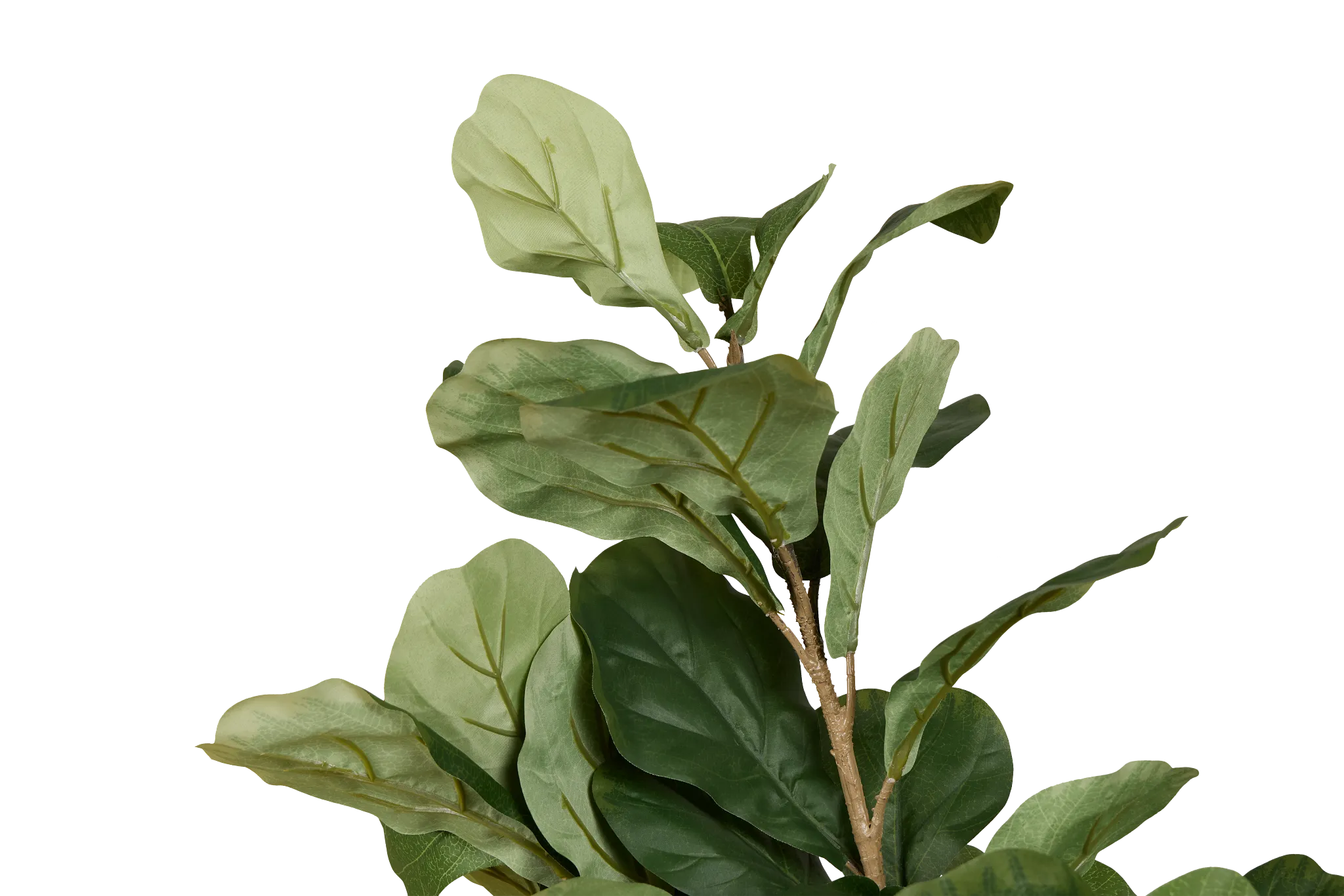 Ficus Lyrata 4' Tree