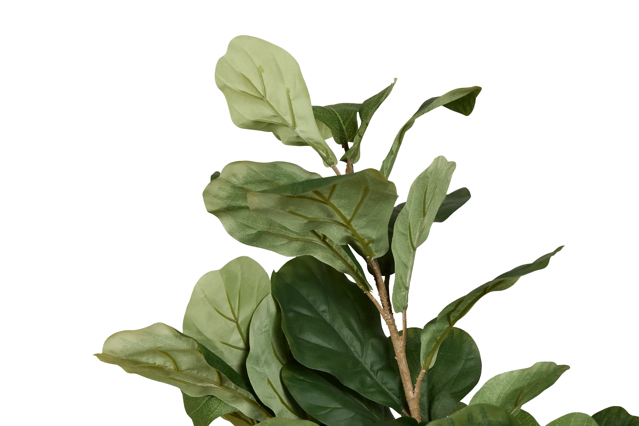 Ficus Lyrata 4' Tree Ficus Lyrata 4' Tree