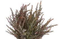 Alhagi Medium Greenery