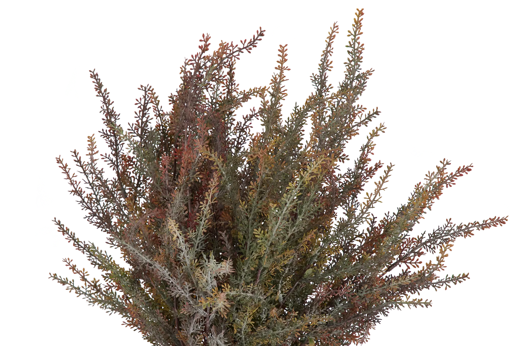 Alhagi Medium Greenery