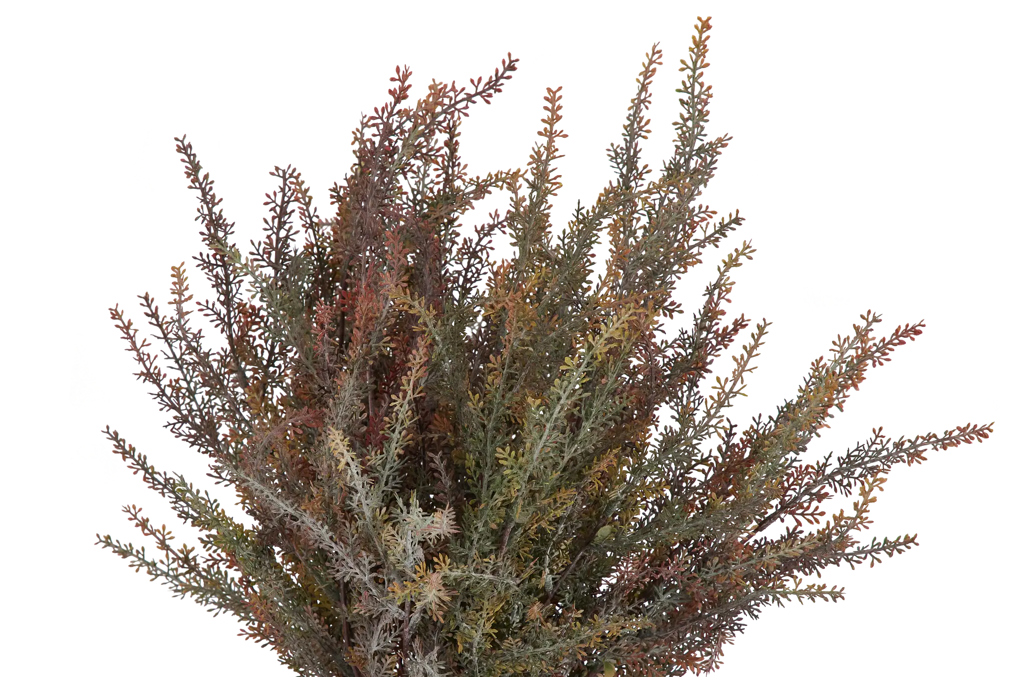 Alhagi Medium Greenery Alhagi Medium Greenery