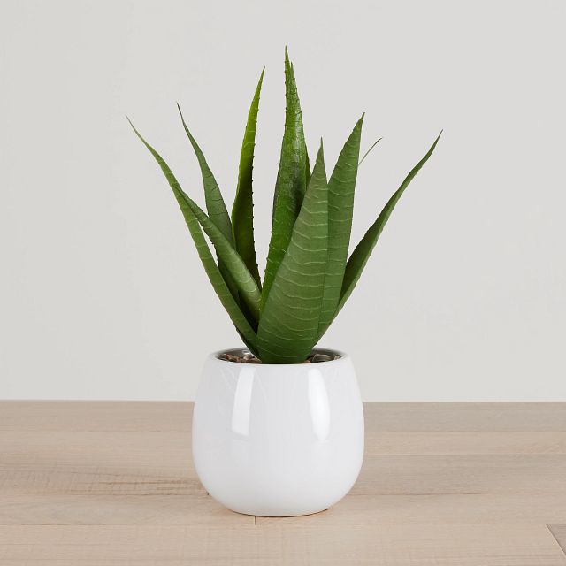 Maderia 11" Aloe