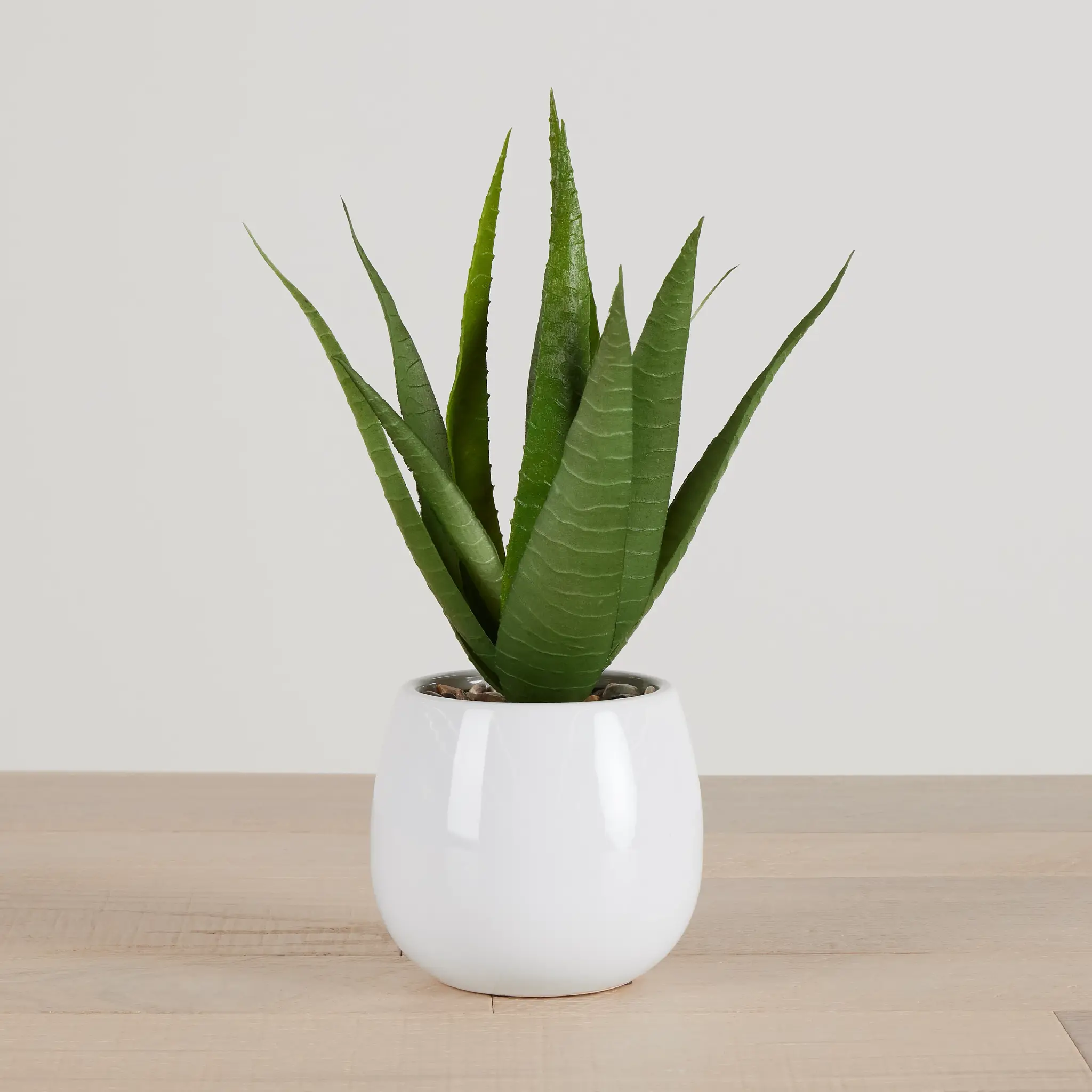 Maderia 11" Aloe Maderia 11" Aloe