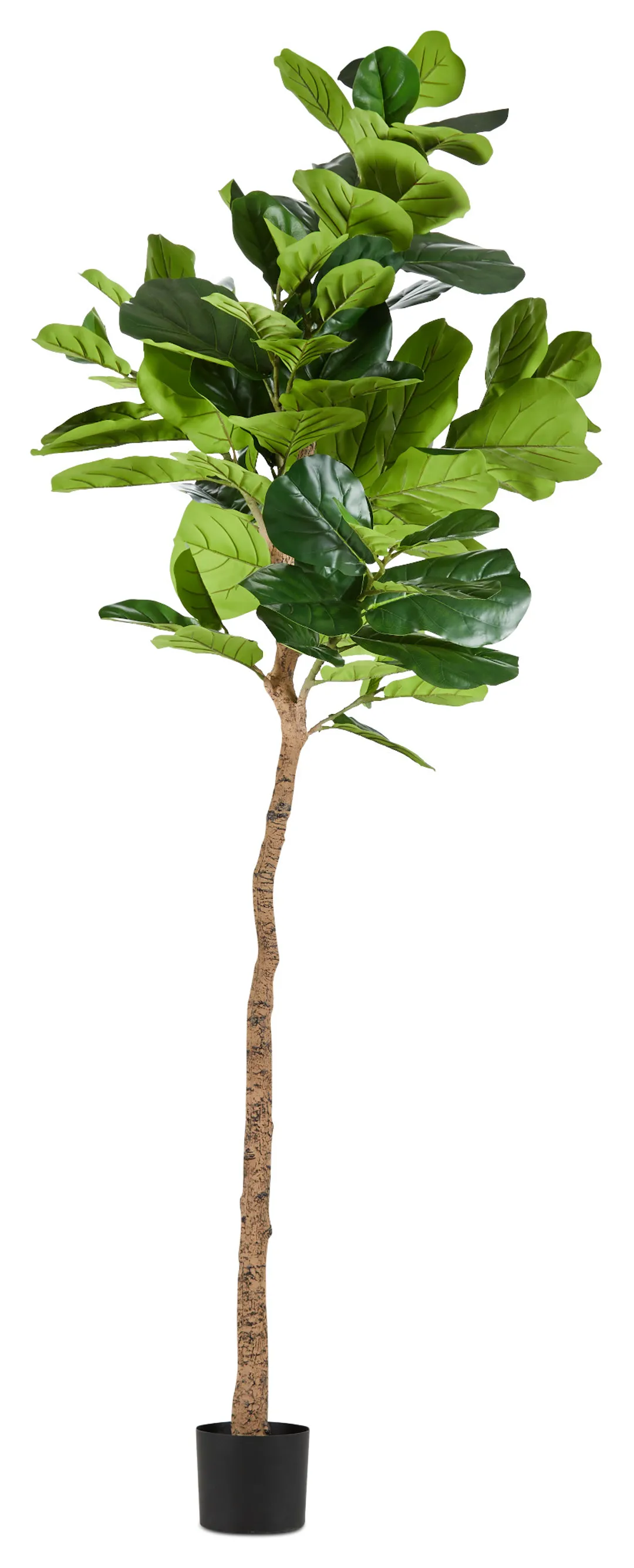 Ida 8' Fiddle Fig Tree