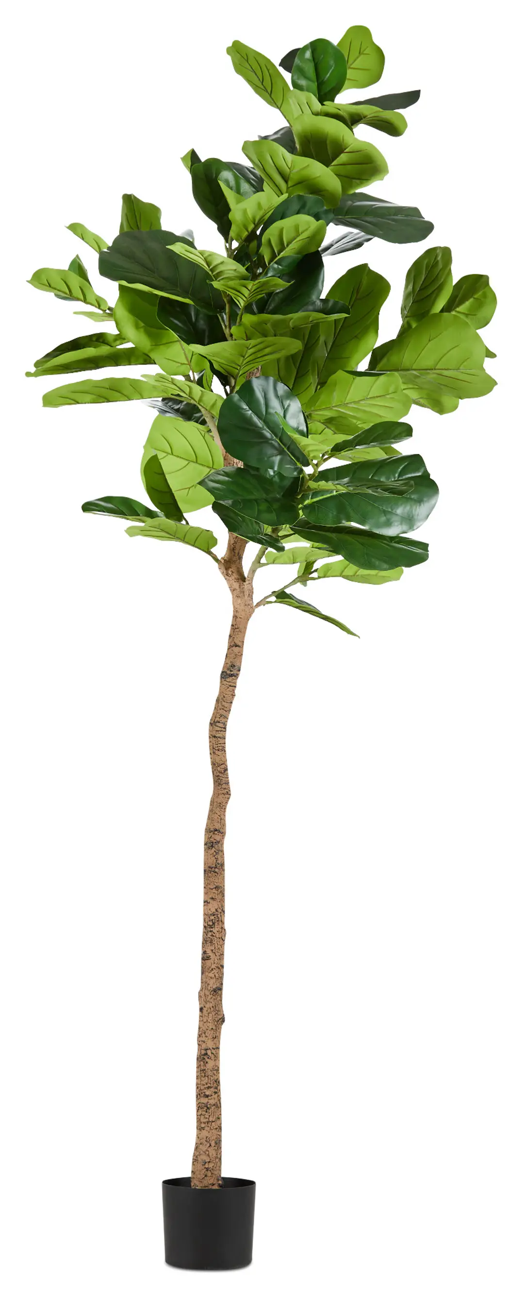 Ida 8' Fiddle Fig Tree Ida 8' Fiddle Fig Tree
