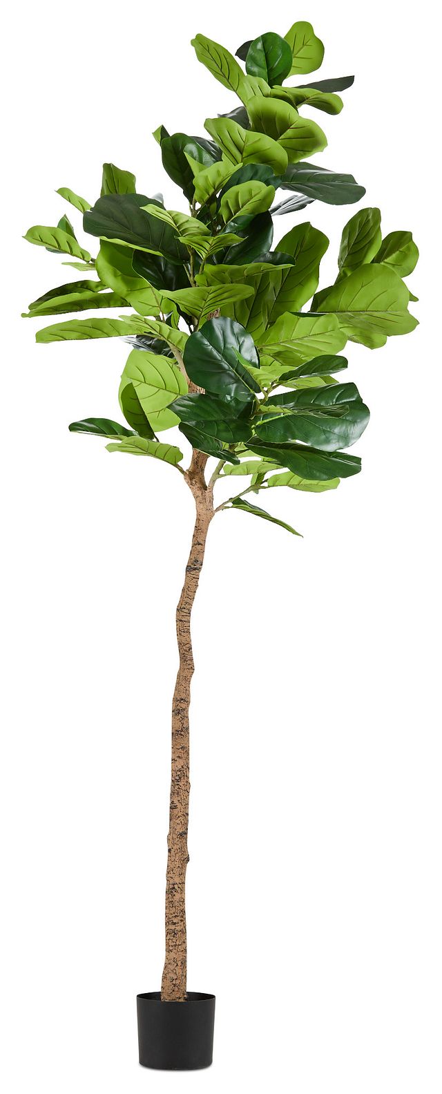 Ida 8' Fiddle Fig Tree