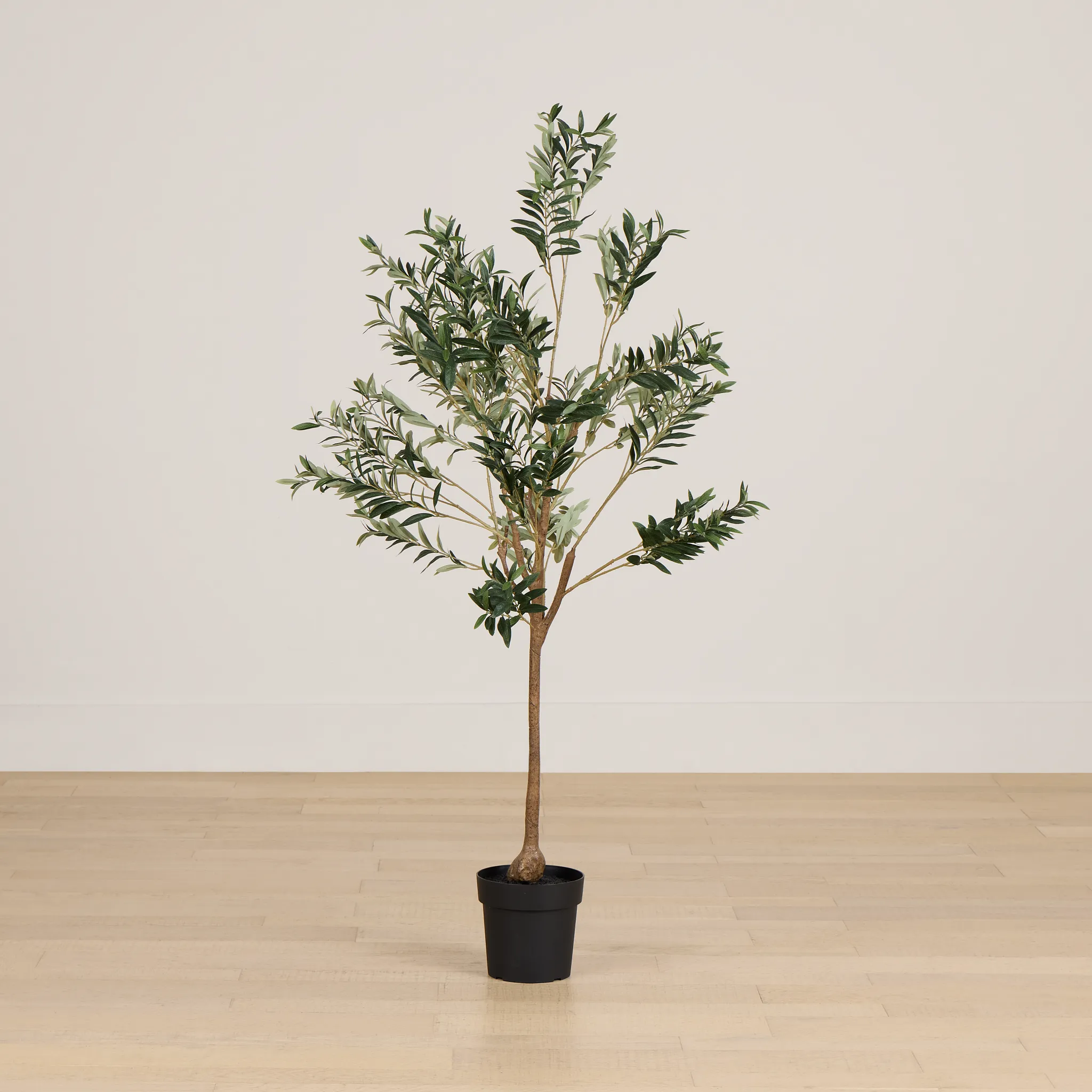 Olive 5' Green Tree