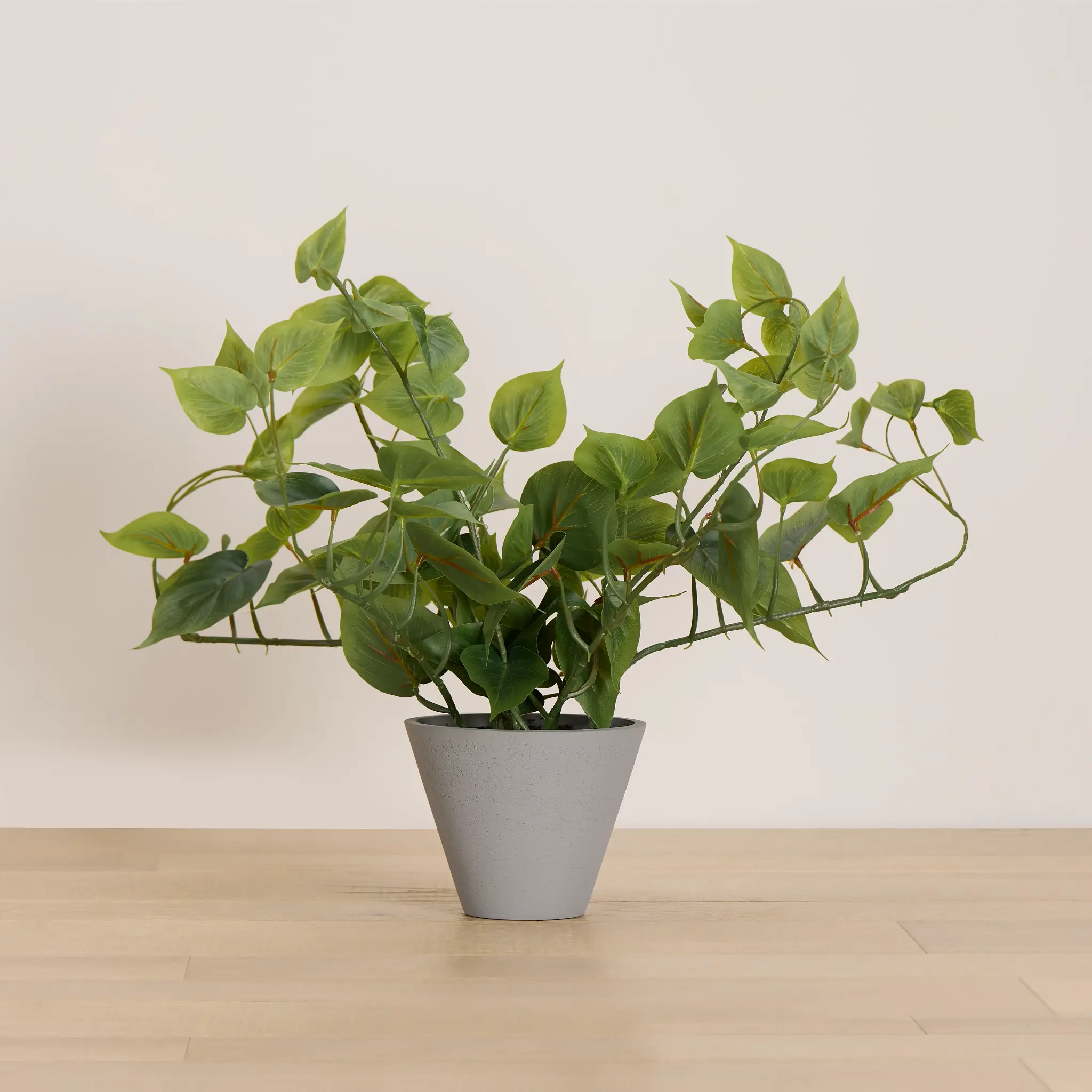 Epipremnum Greenery Epipremnum Greenery