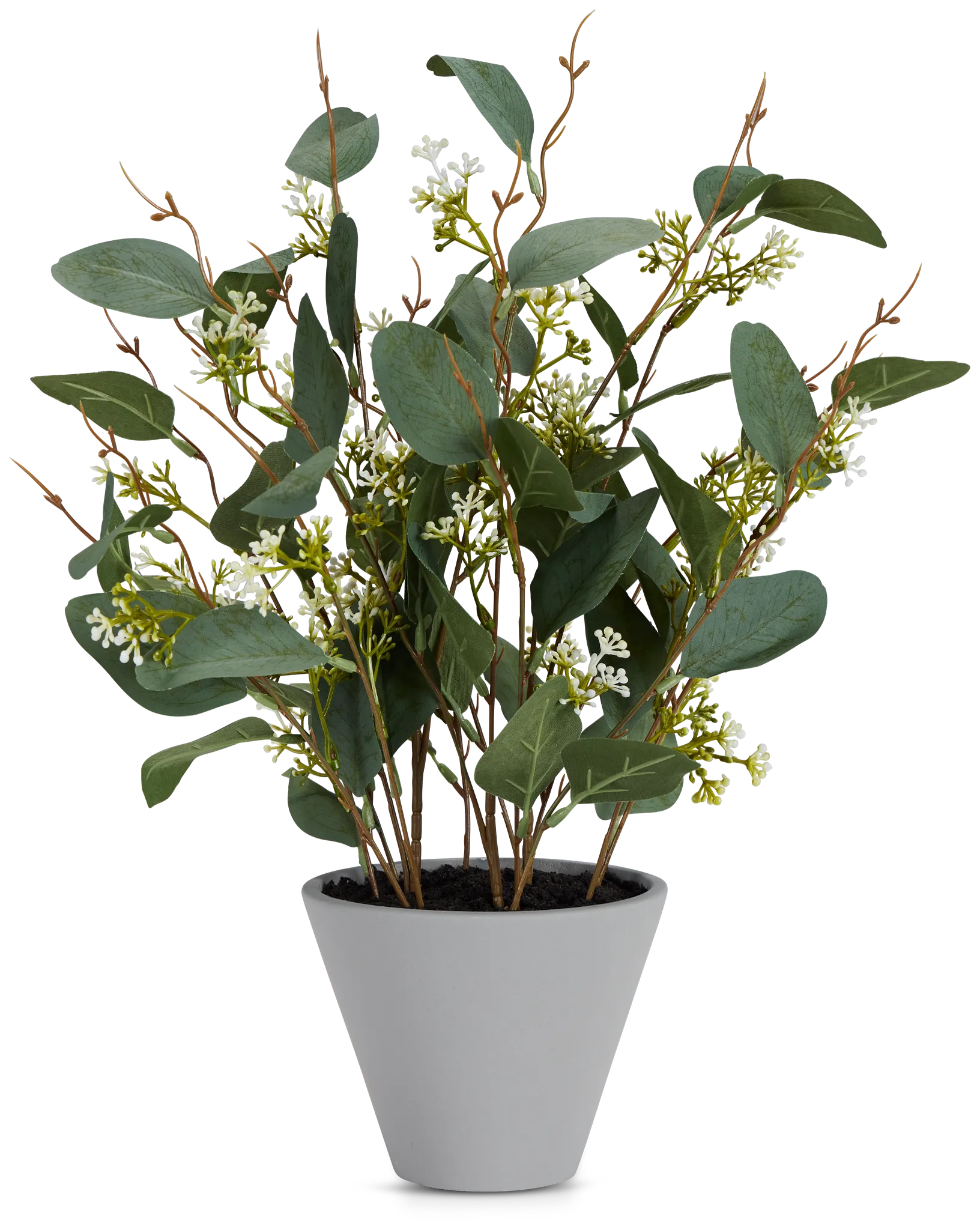 Eucalyptus Medium Greenery