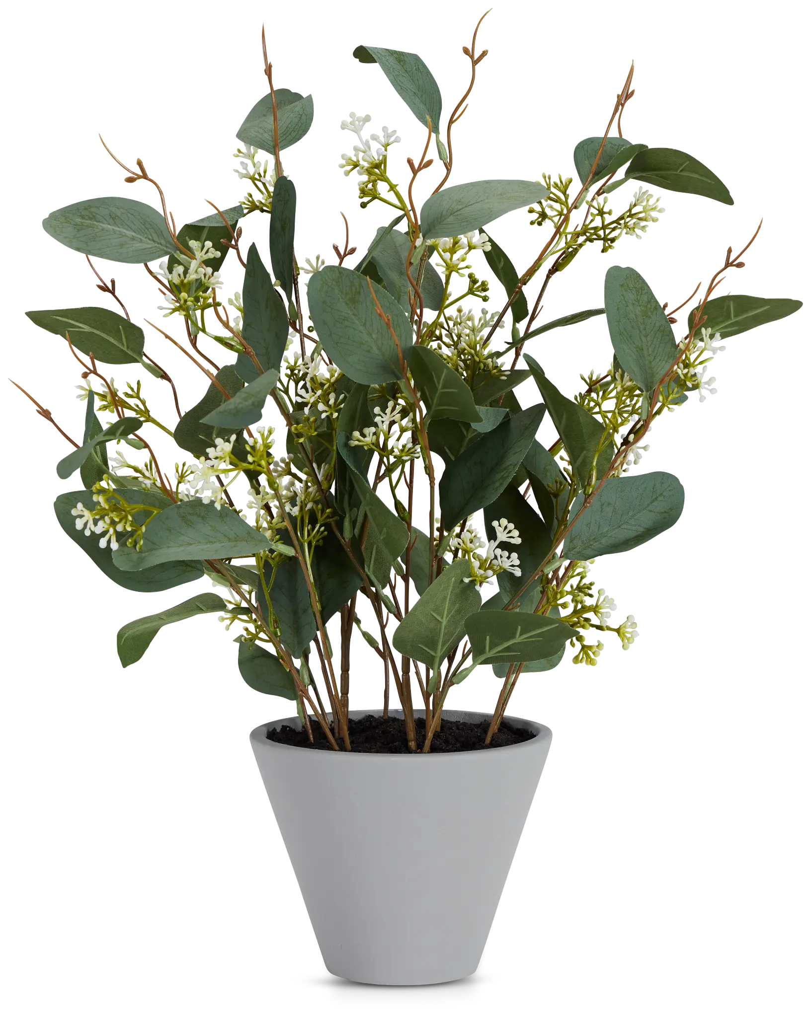Eucalyptus Medium Greenery Eucalyptus Medium Greenery