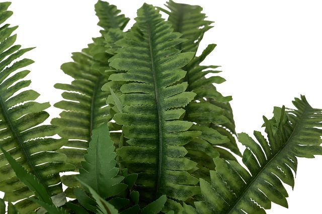 Boston Fern 20" Greenery