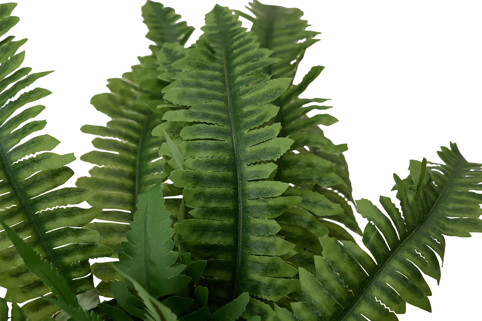 Boston Fern 20" Greenery