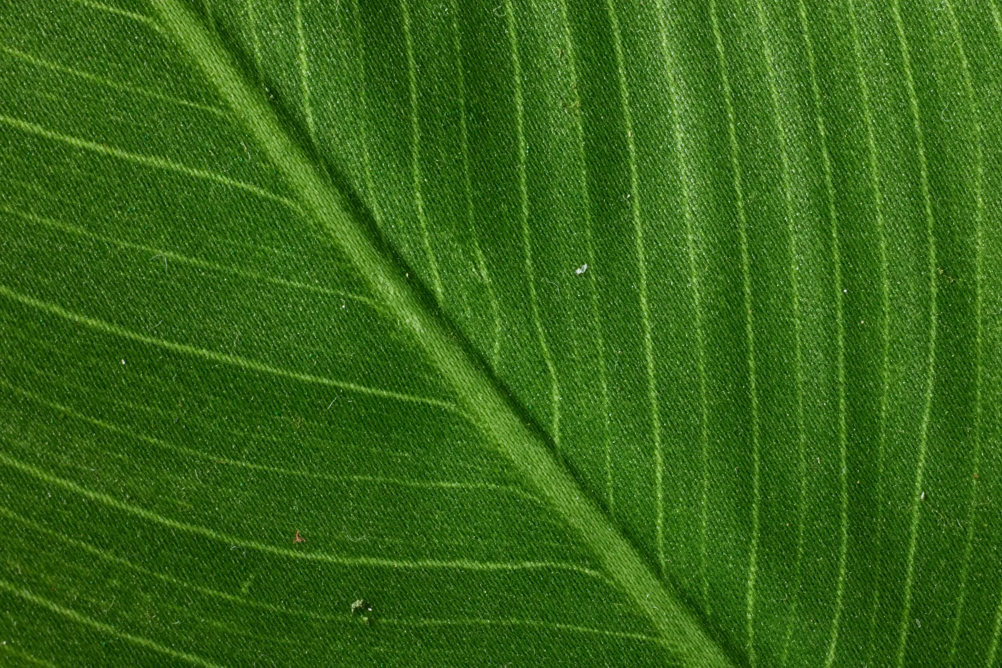 Green Green