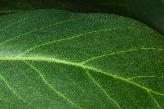 Zamioculcas Green 29" Greenery