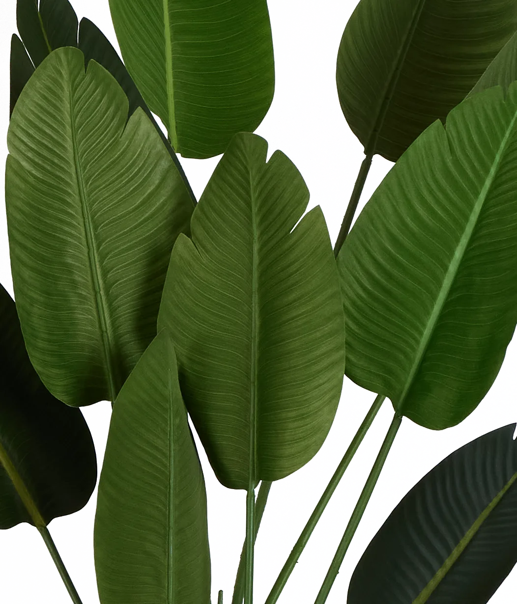 Birds Of Paradise 62" Palm