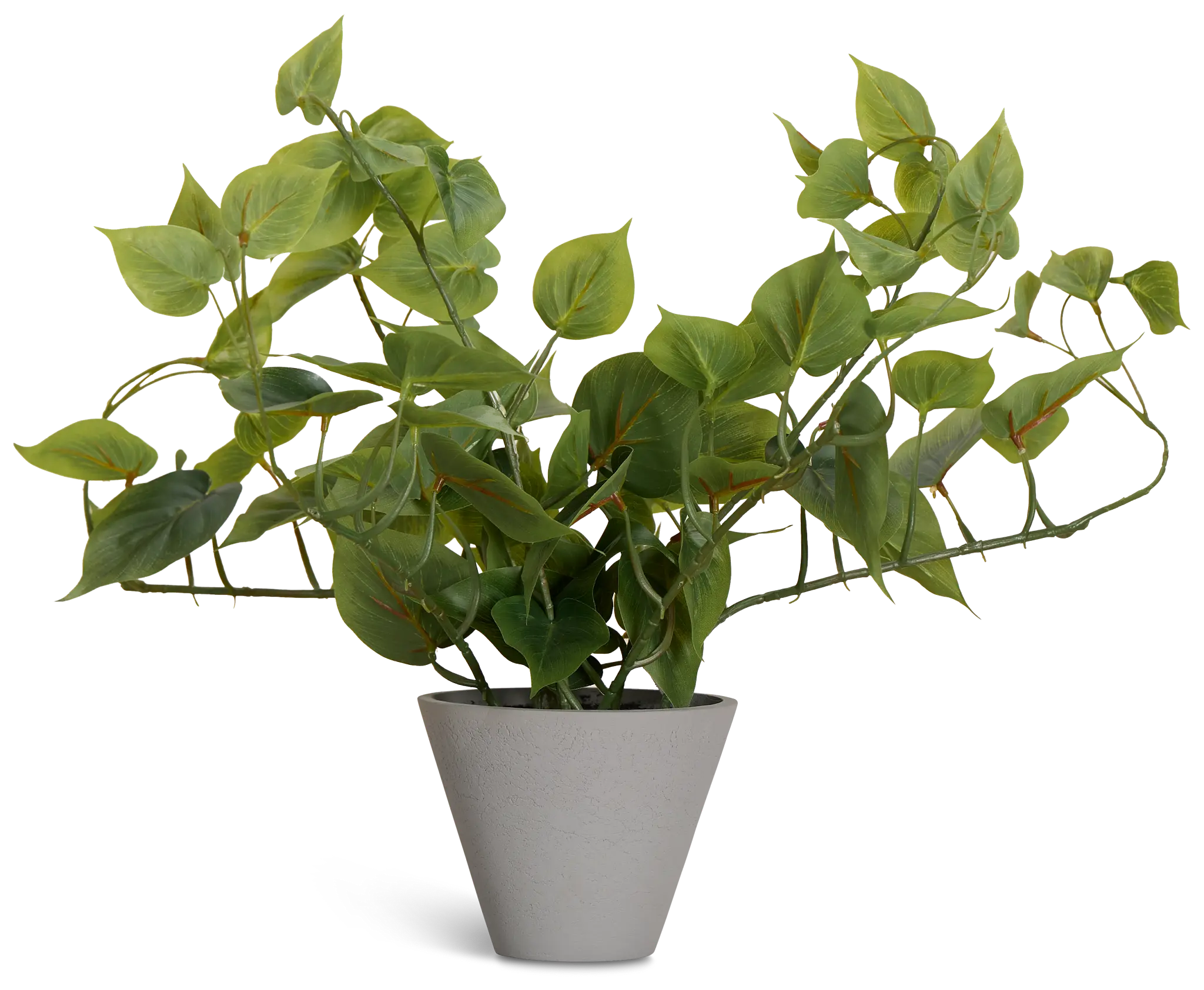 Epipremnum Greenery Epipremnum Greenery