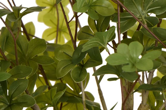 Enkianthus Gray 5' Tree