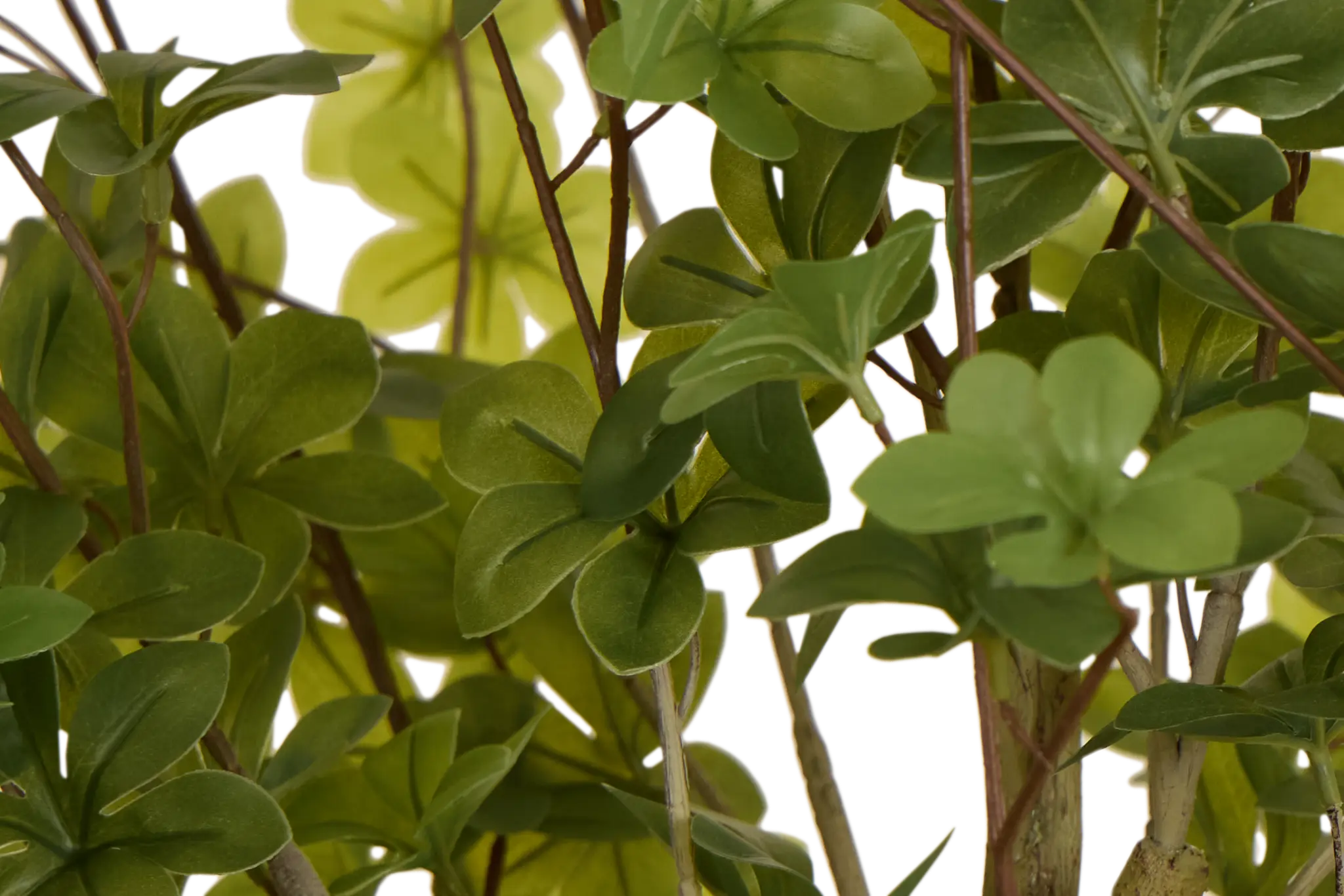 Enkianthus Gray 5' Tree Enkianthus Gray 5' Tree