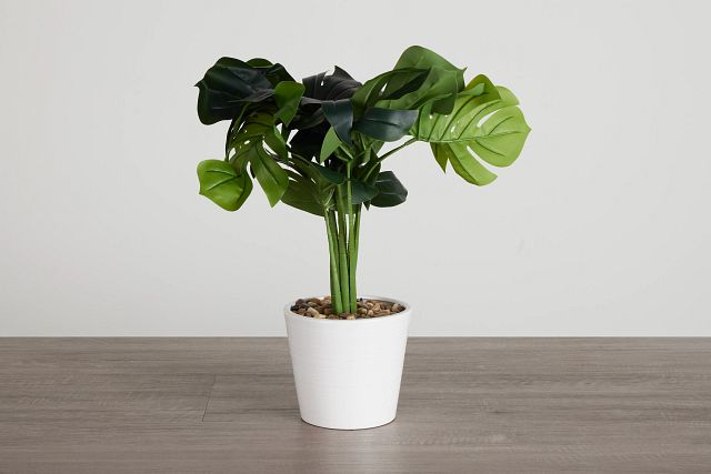 Monstera Deliciosa 20" Greenery