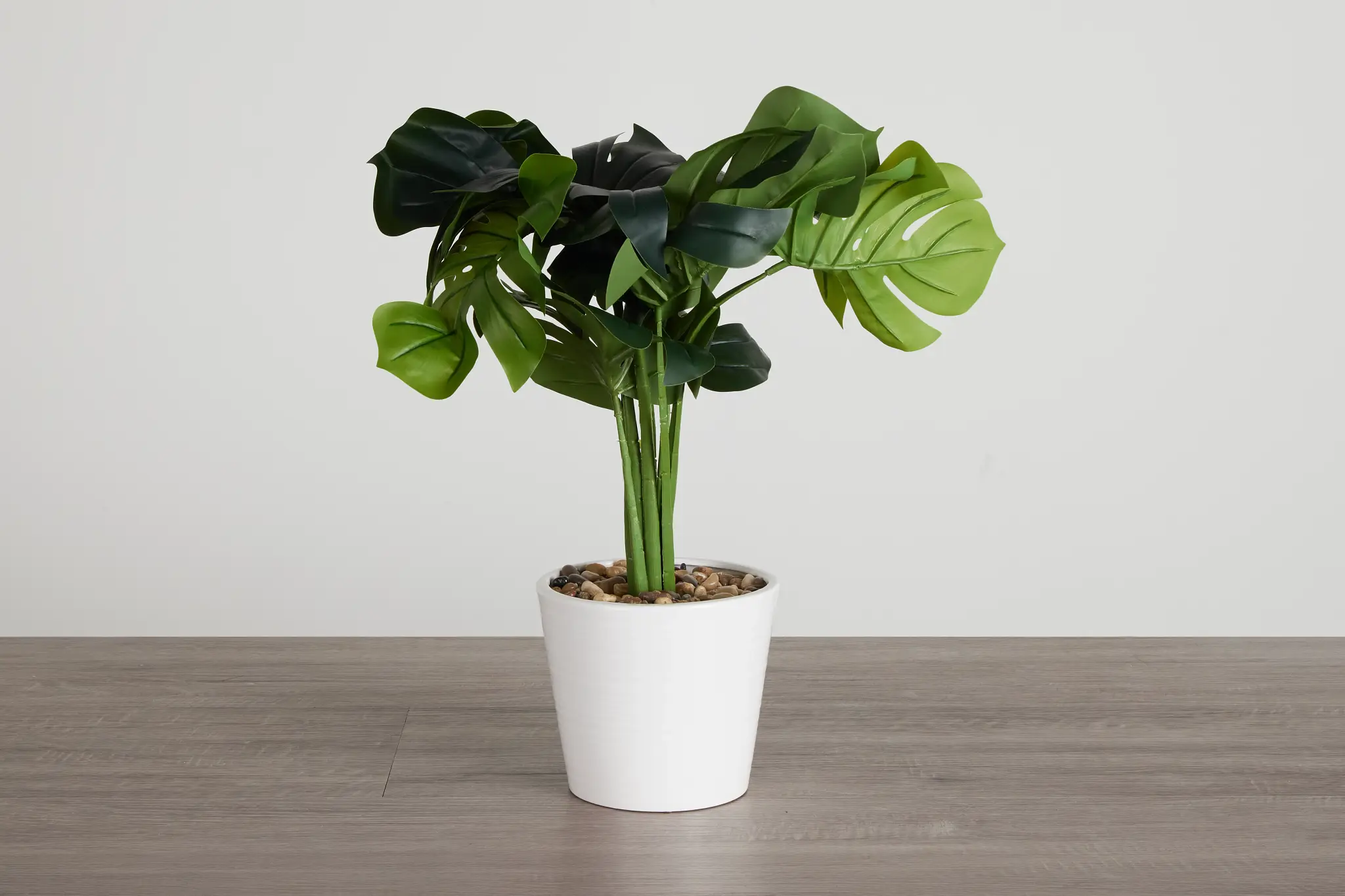 Monstera Deliciosa 20" Greenery Monstera Deliciosa 20" Greenery