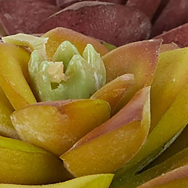 Rosette Multicolored Cement Succulent