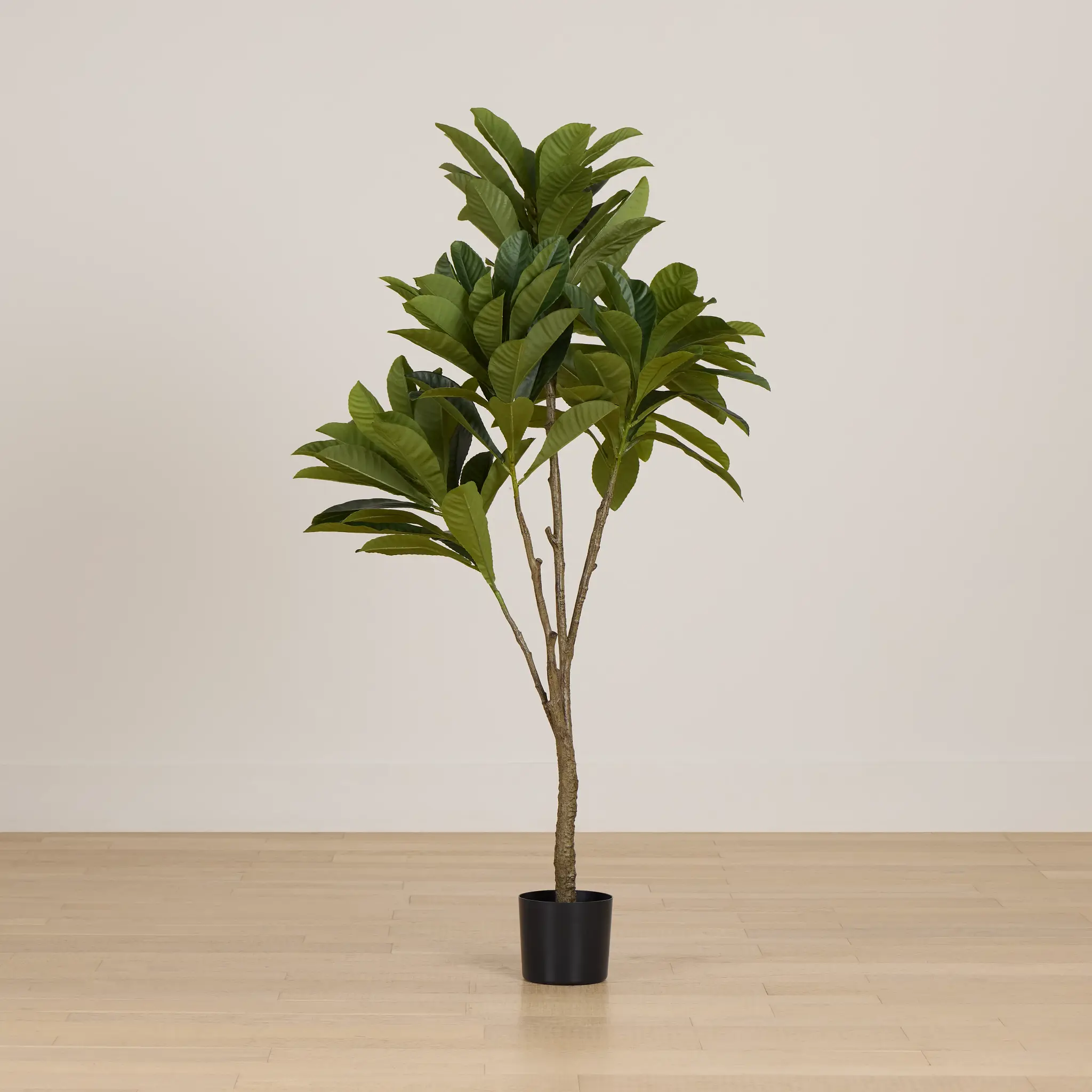 Elaeocarpus 6' Tree Elaeocarpus 6' Tree