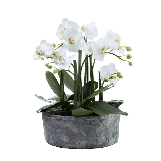 Phalaenopsis White 19" Orchid