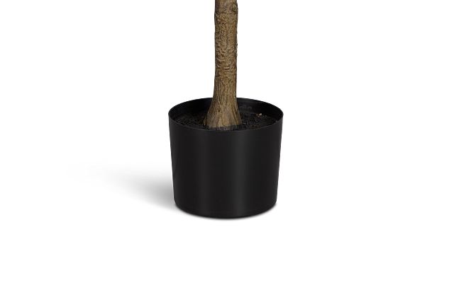 Osmanthus 6' Tree