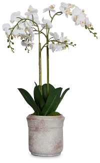 Orchid White 24" Floral Arrangement