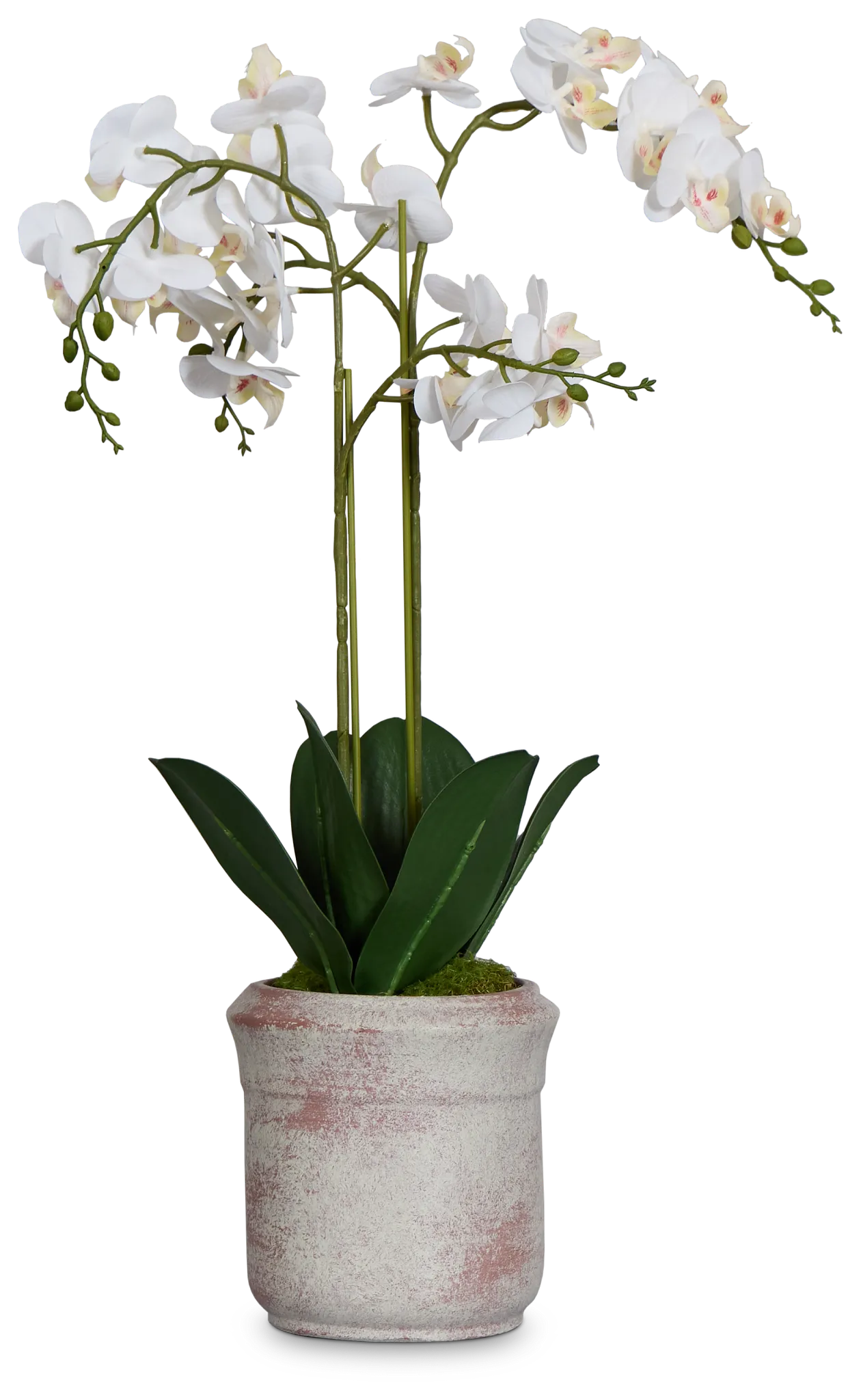 Orchid White 24" Floral Arrangement