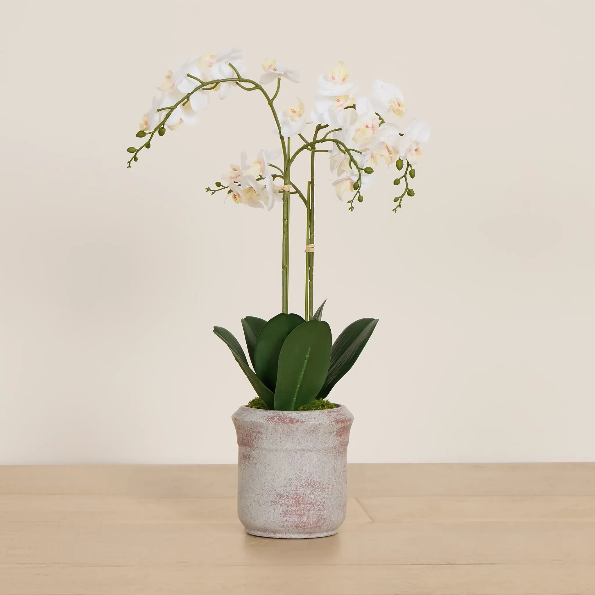 Orchid White 24" Floral Arrangement Orchid White 24" Floral Arrangement