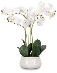 Orchid White 23" Floral Arrangement