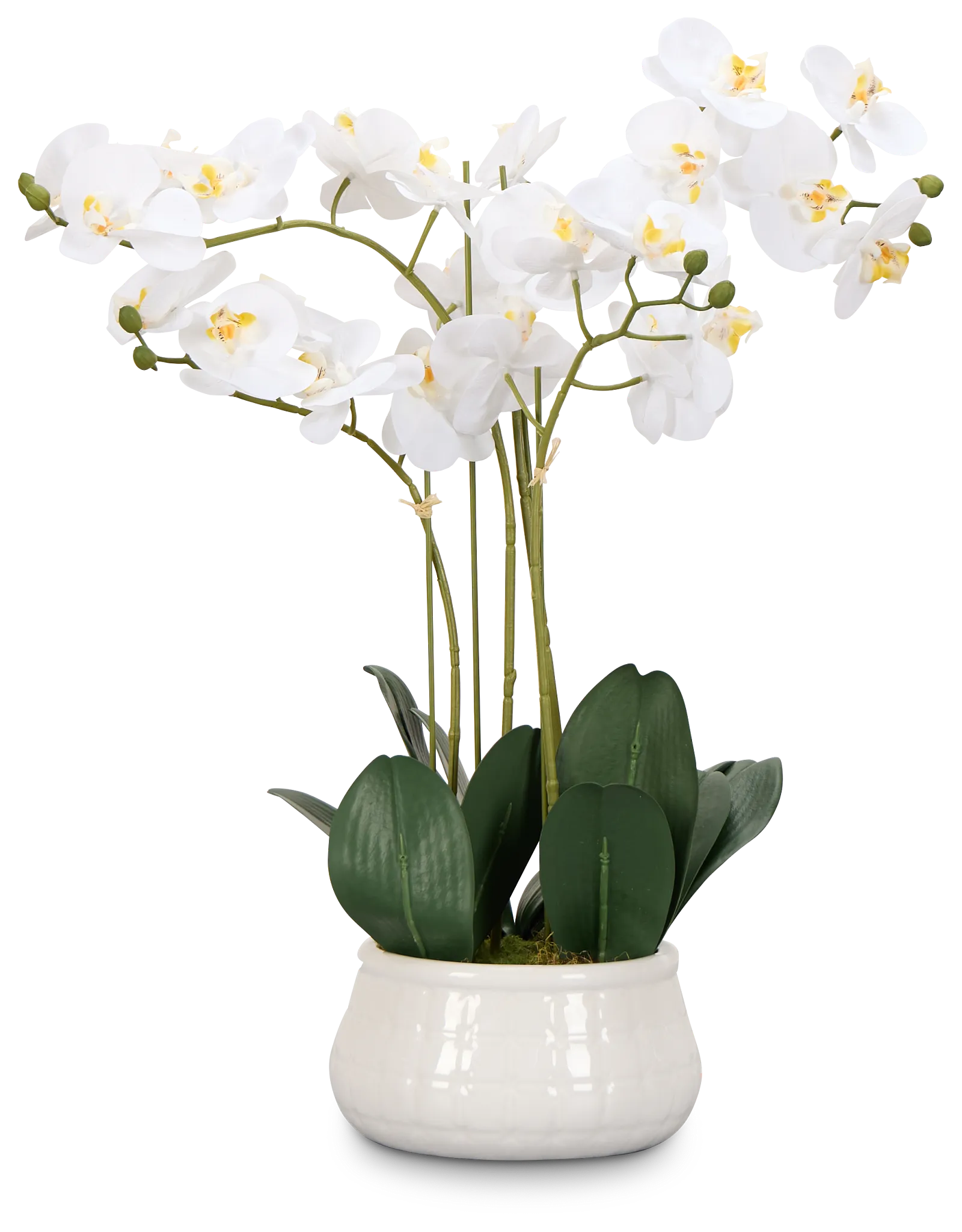 Orchid White 23" Floral Arrangement