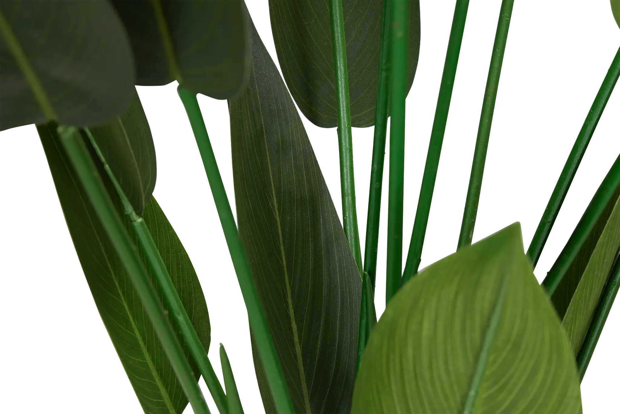 Maranta Green 43" Greenery Maranta Green 43" Greenery