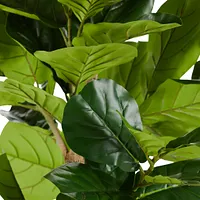 Ida 8' Fiddle Fig Tree