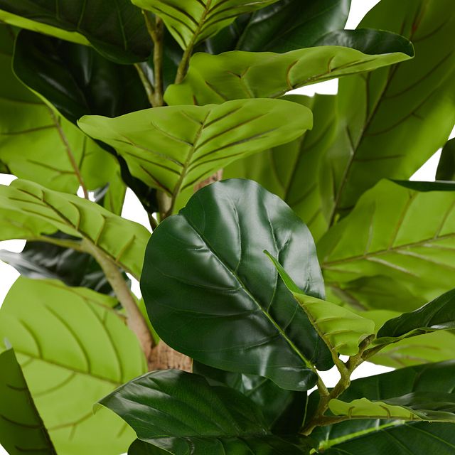 Ida 8' Fiddle Fig Tree