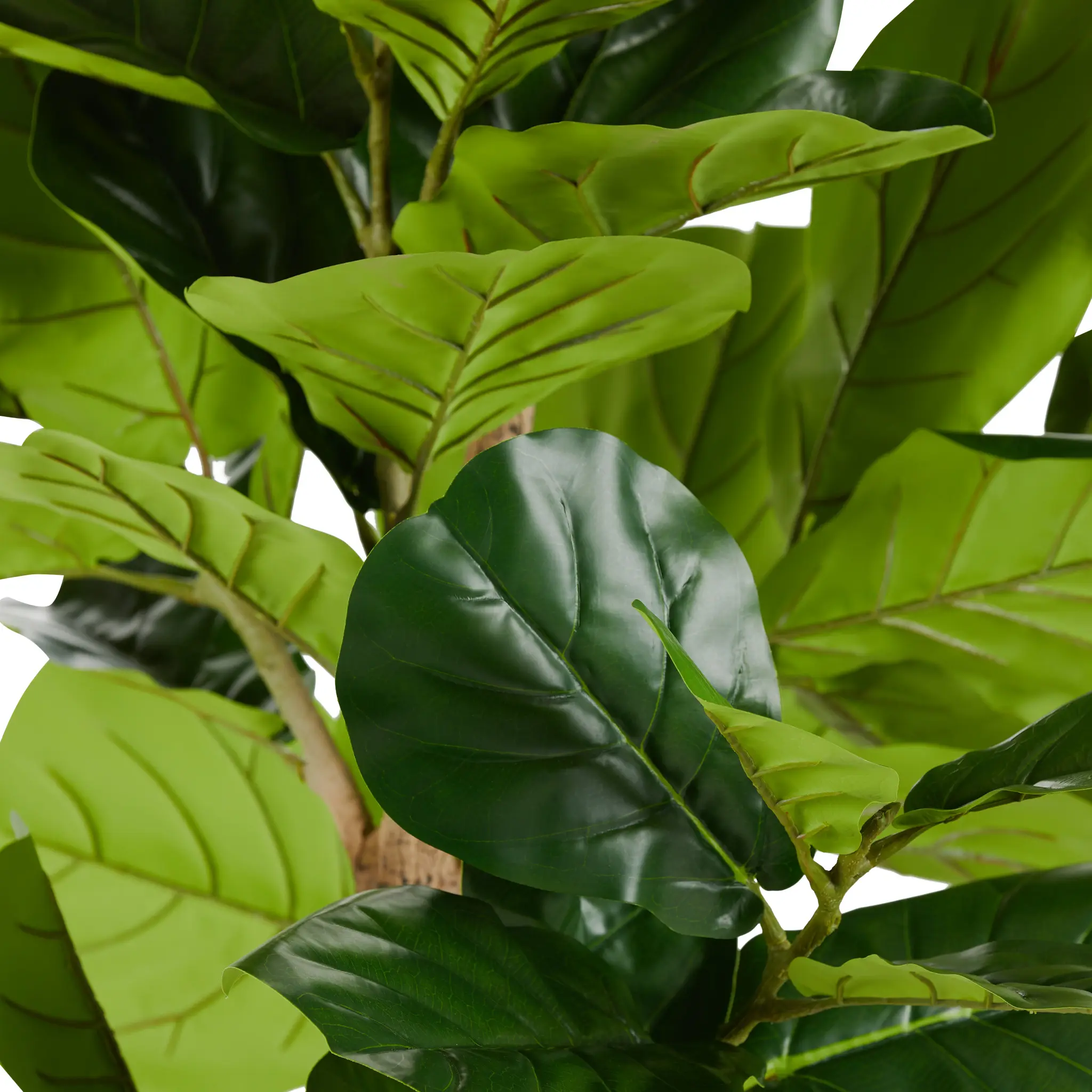 Ida 8' Fiddle Fig Tree Ida 8' Fiddle Fig Tree