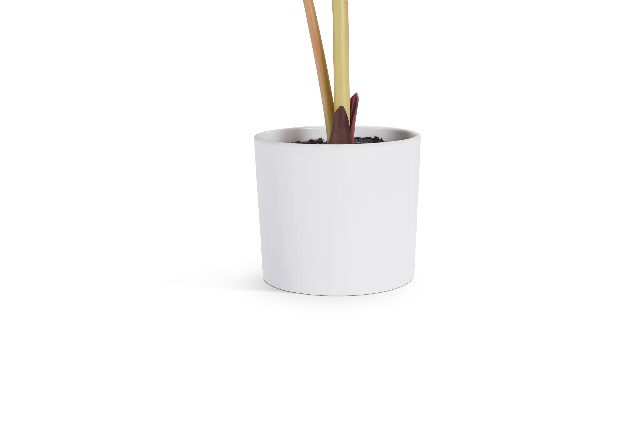Taro 14" Greenery Taro 14" Greenery