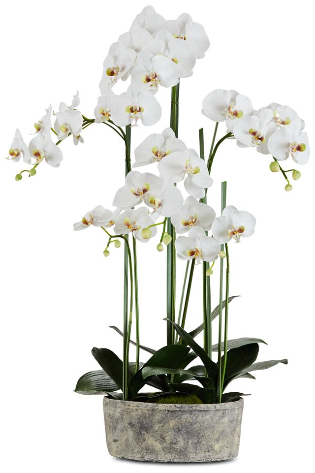 Phalaenopsis White 37" Orchid
