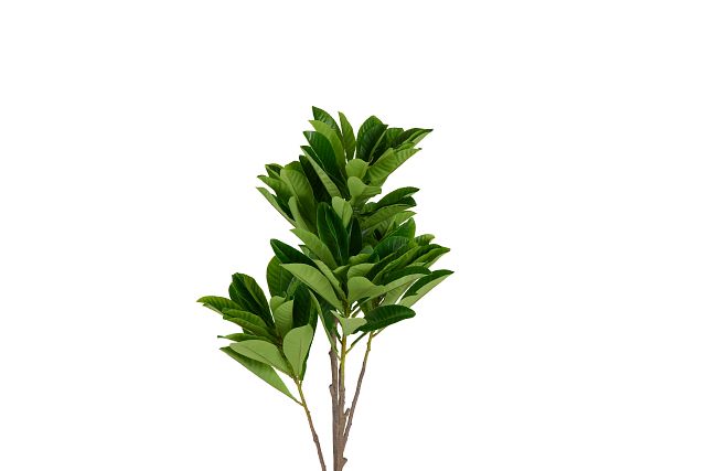 Elaeocarpus 6' Tree (2)