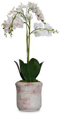 Orchid White 24" Floral Arrangement